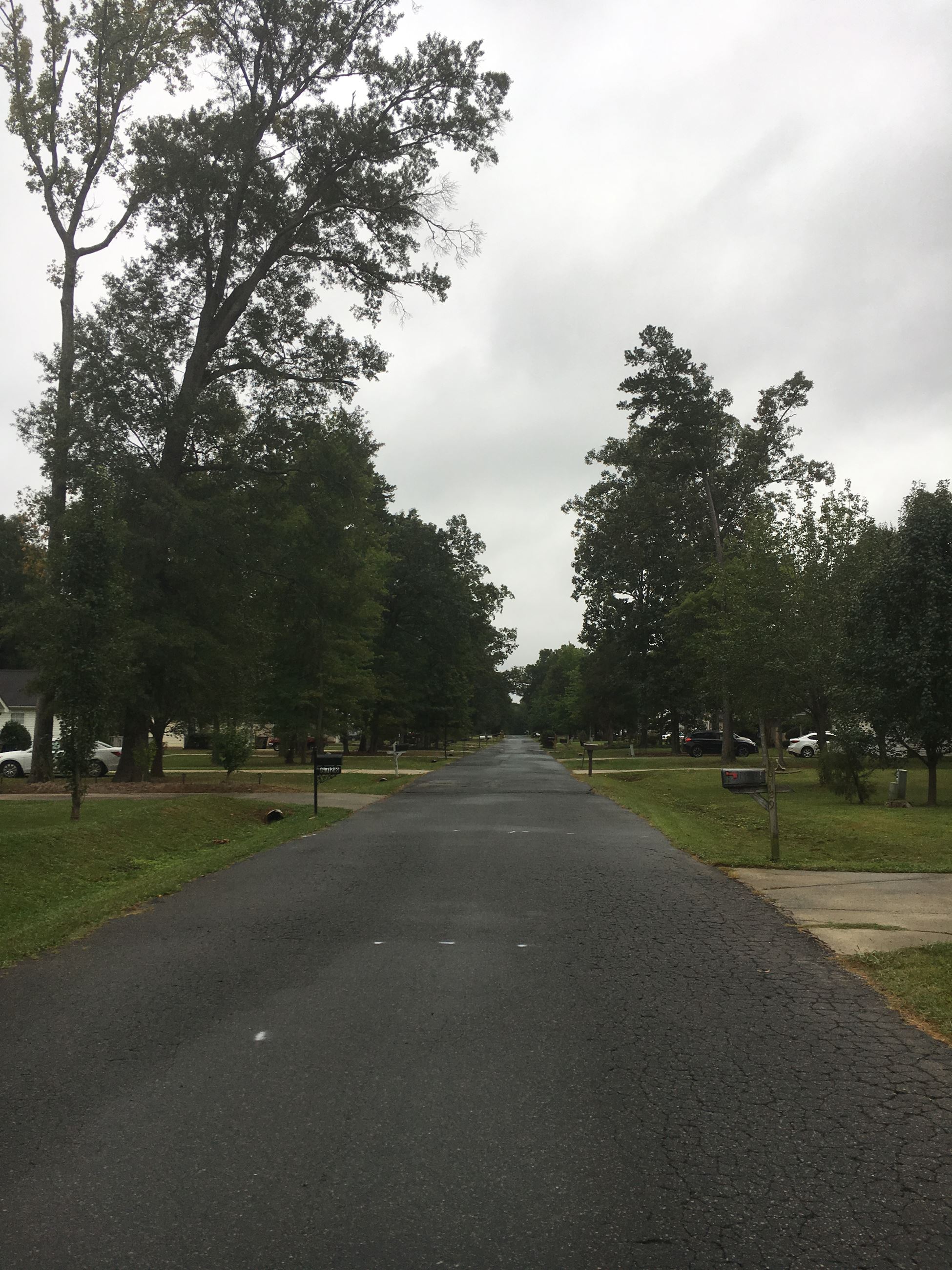 A tree-lined paved street. 